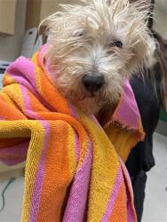 Shelter Stray Male Dog last seen Near BLOCK YORI AVE, RENO NV 89502, 2825 Longley Ln Suite A, Reno, NV 89502, USA