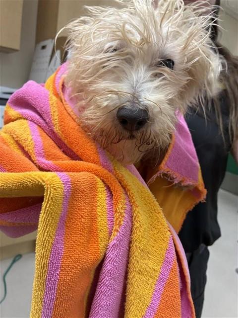 Shelter Stray Male Dog last seen Near BLOCK YORI AVE, RENO NV 89502, 2825 Longley Ln Suite A, Reno, NV 89502, USA