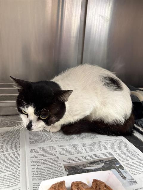 Shelter Stray Female Cat last seen CLAPTON WAY, Jacksonville, FL 32204