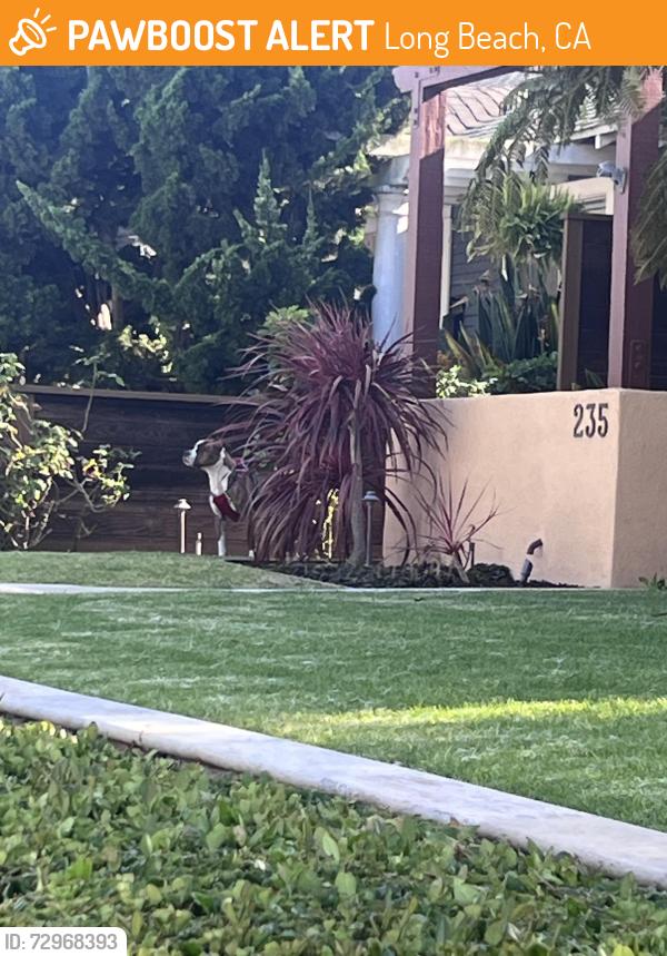 Found/Stray Unknown Dog last seen Vista and Quincy Long Beach ca , Long Beach, CA 90803