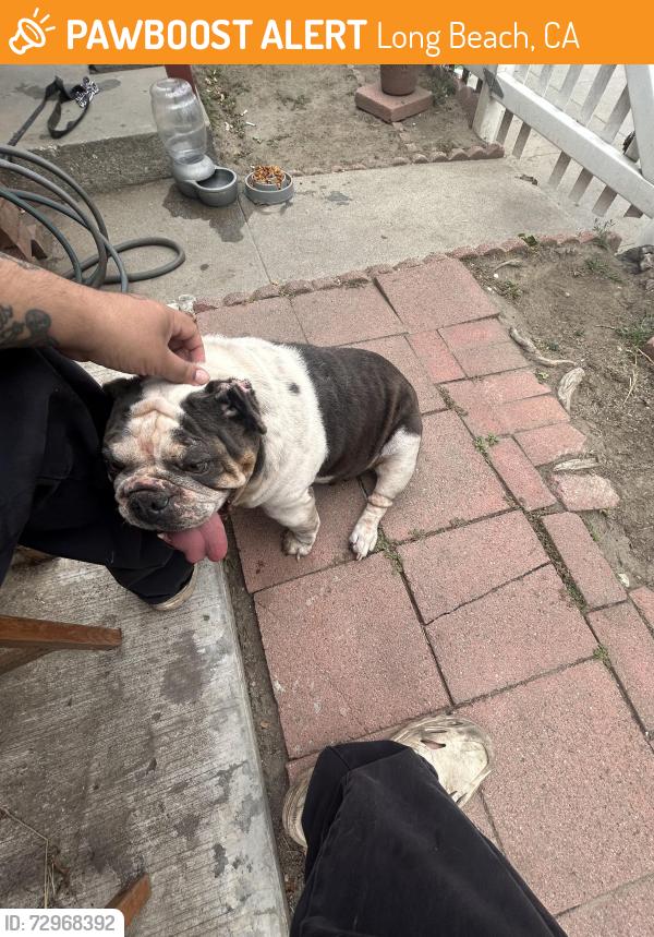 Found/Stray Female Dog last seen Dairy avenue X Ellis Street, Long Beach, CA 90805
