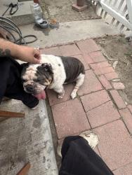 Found/Stray Female Dog last seen Dairy avenue X Ellis Street, Long Beach, CA 90805