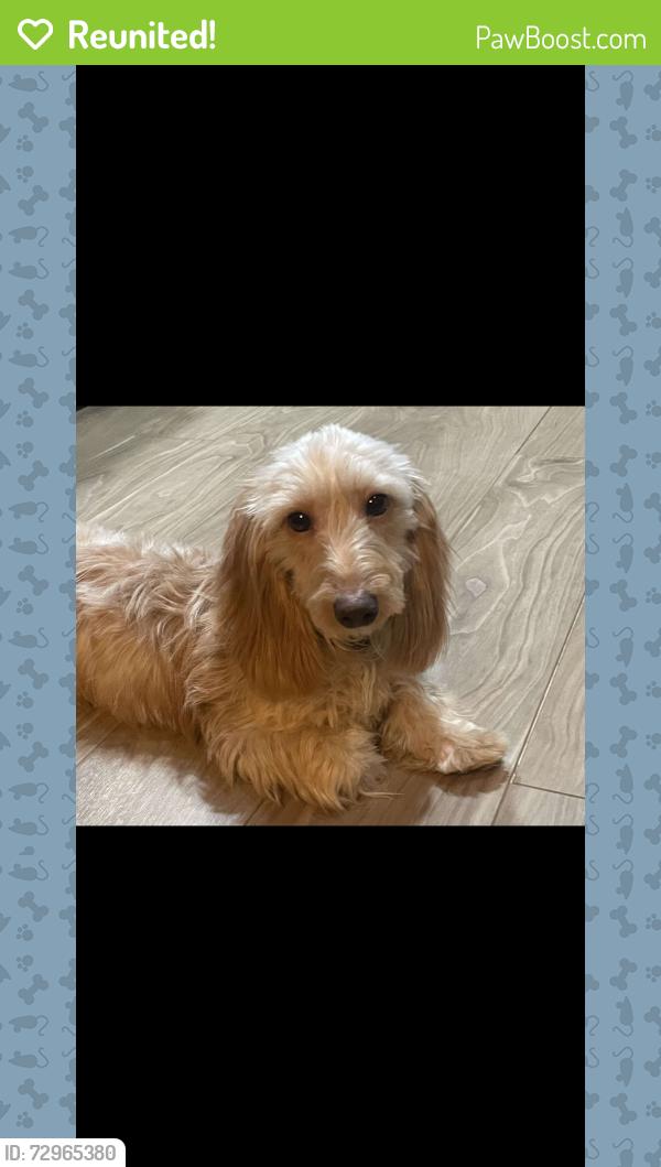 Reunited Female Dog last seen Marina View Ct, Weatherford, TX 76087, USA, Weatherford, TX 76087