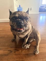 Reunited Female Dog last seen 228th and Figueroa, Carson, CA 90745