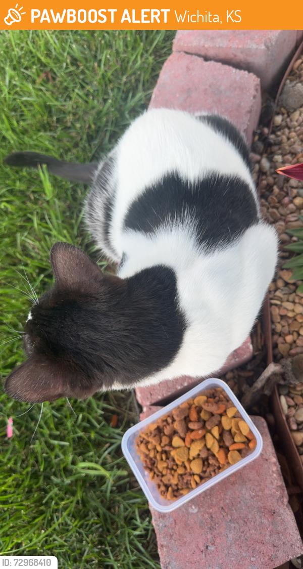 Found/Stray Unknown Cat last seen 13th and 135th st, Wichita, KS 67235