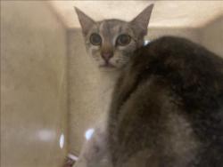 Shelter Stray Female Cat last seen , Los Angeles, CA 90047