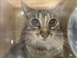 Shelter Stray Female Cat last seen , Los Angeles, CA 90047