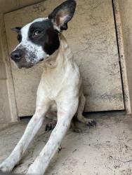 Shelter Stray Unknown Dog last seen Near BLOCK NW 7TH ST, OKLAHOMA CITY OK 73106, Oklahoma City, OK 73129