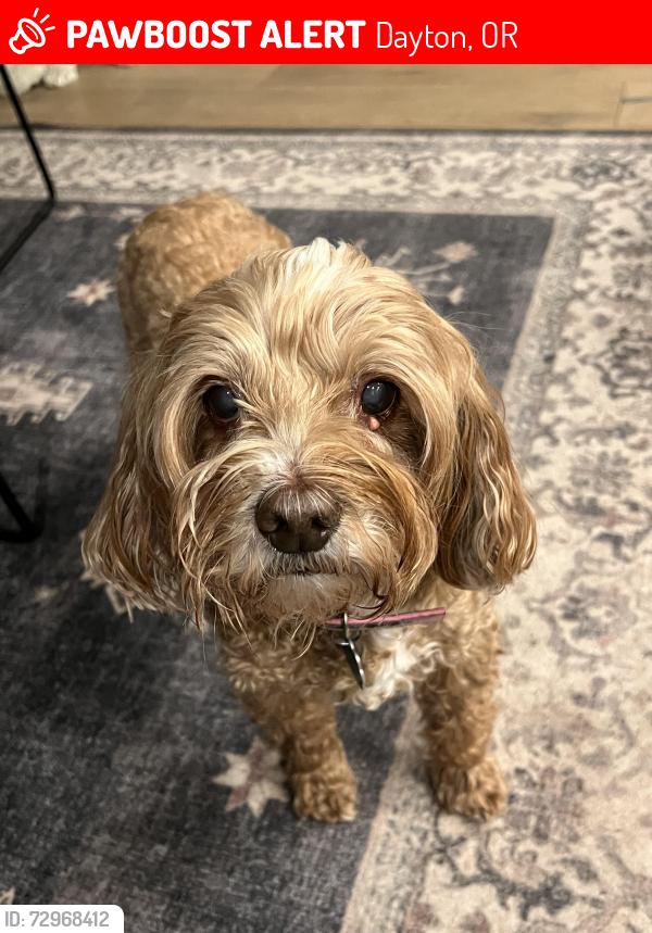 Lost Female Dog last seen Stoller rd, Dayton, OR 97114