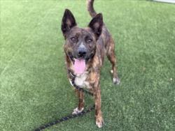 Shelter Stray Female Dog last seen , Los Angeles, CA 90031