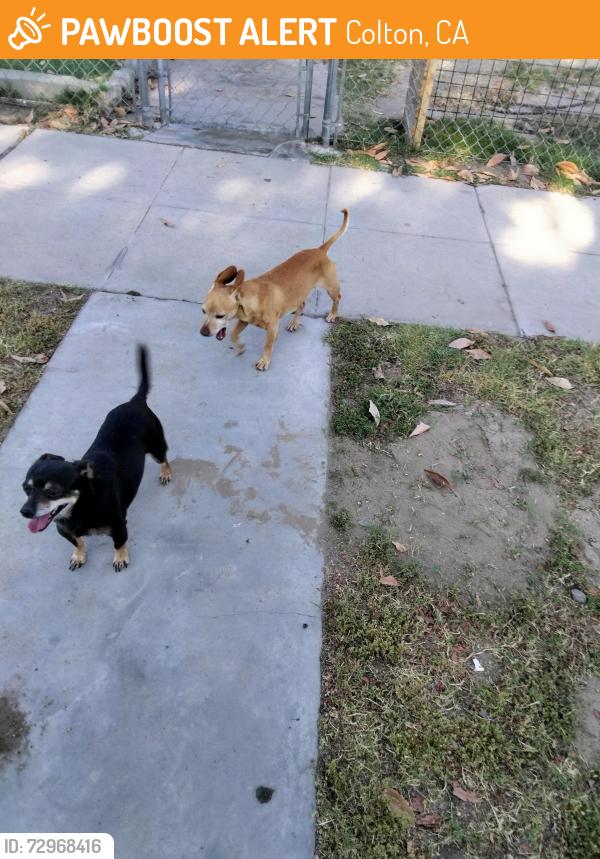 Found/Stray Male Dog last seen 5th and agua mansa, Colton, CA 92324