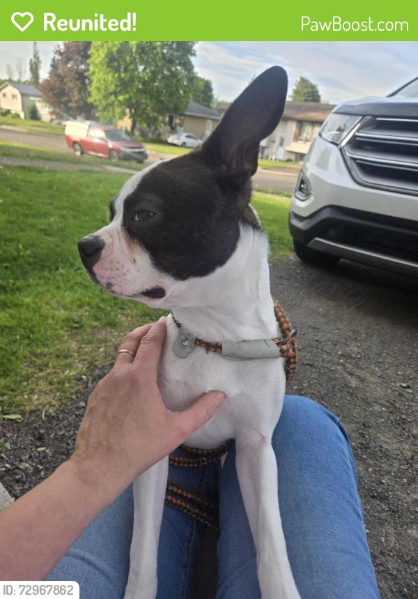 Reunited Female Dog last seen Teesdale street, Moncton, NB E1A