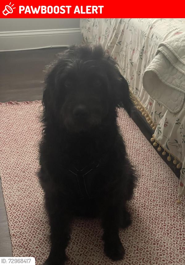 Lost Male Dog last seen By Haddon apmts , Haddon Township, NJ 08108