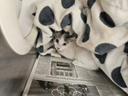 Shelter Stray Female Cat last seen , Los Angeles, CA 90031