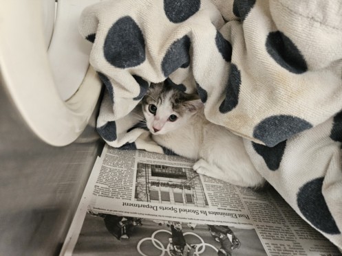 Shelter Stray Female Cat last seen , 3201 Lacy St, Los Angeles, CA 90031, USA