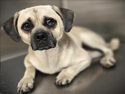Shelter Stray Male Dog last seen , Los Angeles, CA 90031