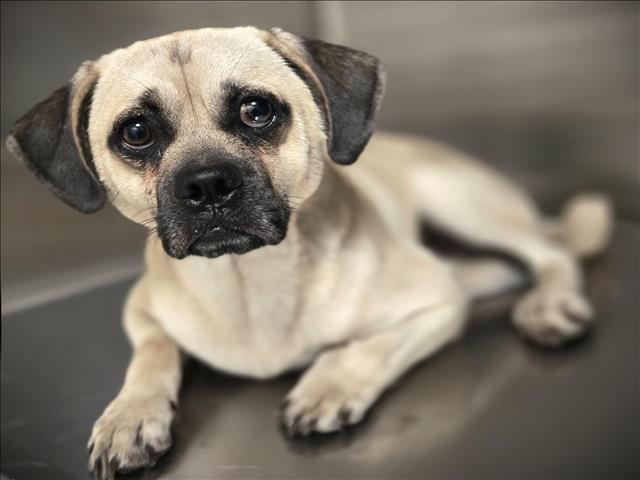 Shelter Stray Male Dog last seen , Los Angeles, CA 90031