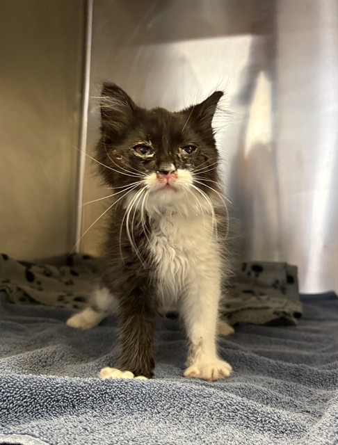 Shelter Stray Male Cat last seen , Castaic, CA 91384