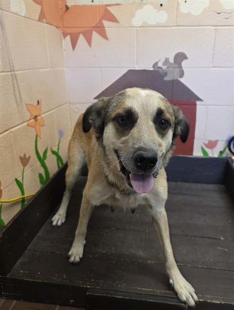 Shelter Stray Female Dog last seen , Castaic, CA 91384