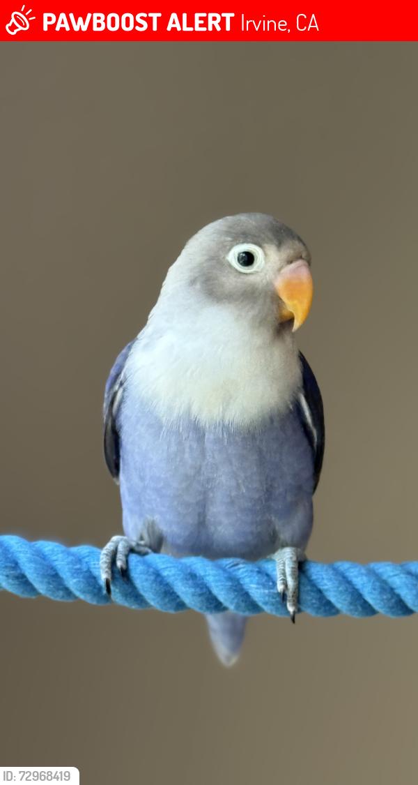 Lost Female Bird last seen Woodbury Town Center , Irvine, CA 92620