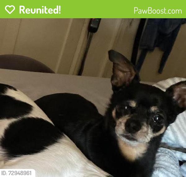 Reunited Male Dog last seen Shields and West headed toward Fruit or Maybe at Our Lady of Victory Church, Fresno, CA 93705