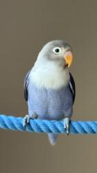 Lost Female Bird last seen Woodbury Town Center , Irvine, CA 92620
