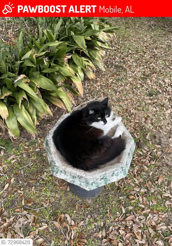Lost Male Cat last seen Near Merritt Dr, Mobile, AL 36609