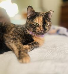 Lost Female Cat last seen Weatherly road, Huntsville, AL 35803