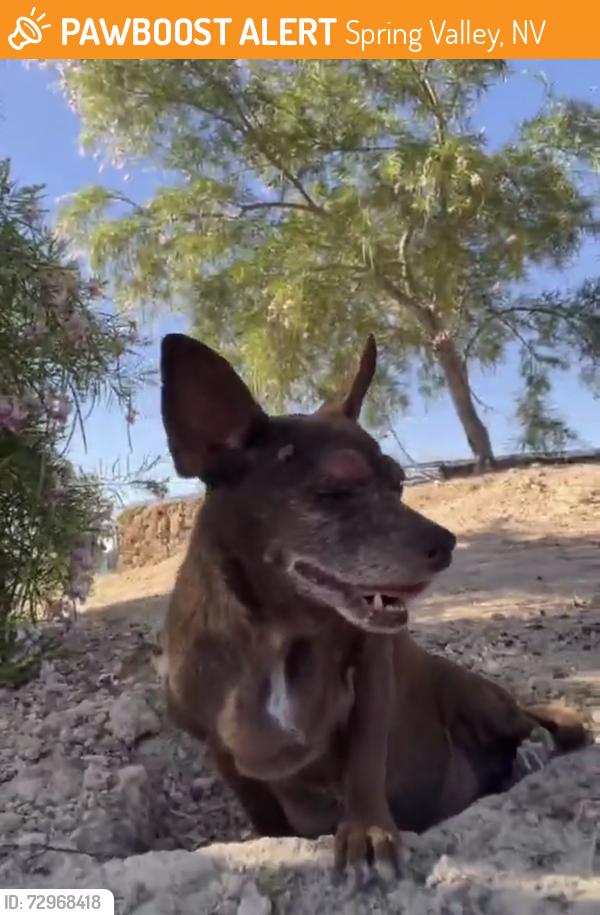 Found/Stray Female Dog last seen Charlie Frias Park near Tropicana and Decatur, Spring Valley, NV 89103