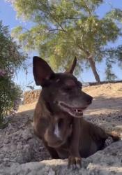 Found/Stray Female Dog last seen Charlie Frias Park near Tropicana and Decatur, Spring Valley, NV 89103