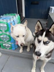 Lost Male Dog last seen Tamy Ln. and 21st street area , Santa Ana, CA 92706