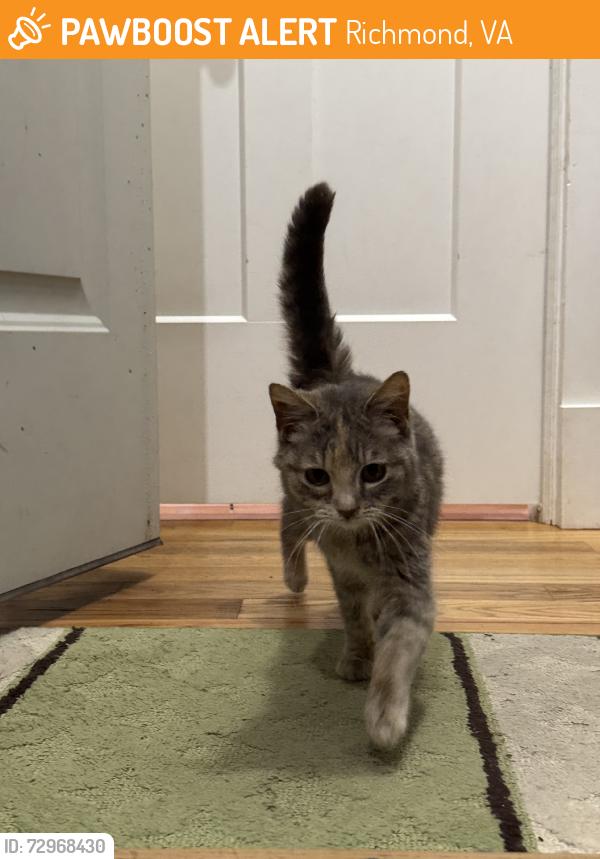 Found/Stray Unknown Cat last seen Reams Rd, Richmond, VA 23236