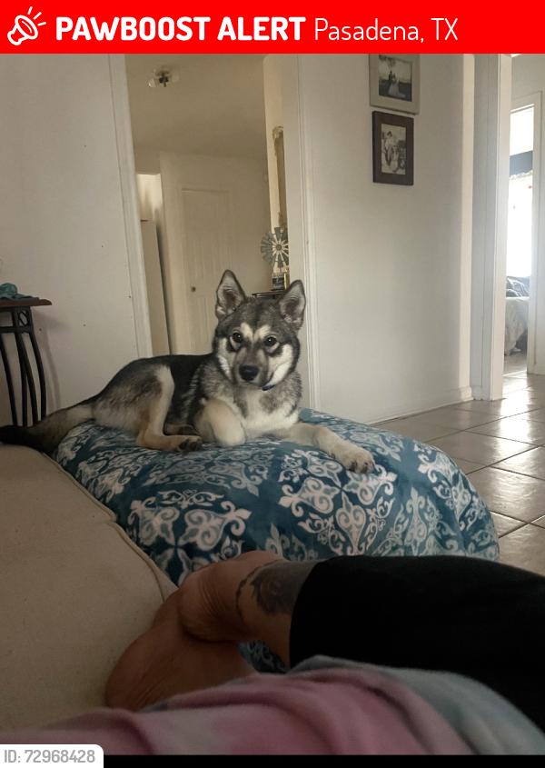 Lost Male Dog last seen Pasadena blvd and strawberry , Pasadena, TX 77502