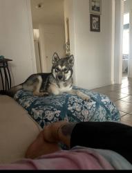 Lost Male Dog last seen Pasadena blvd and strawberry , Pasadena, TX 77502