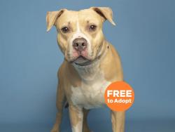 Shelter Stray Male Dog last seen 32ND ST / BELL, Phoenix, AZ 85008