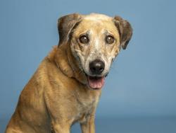Shelter Stray Female Dog last seen MOUNTAIN RD, WEIR AVE, Phoenix, AZ 85008