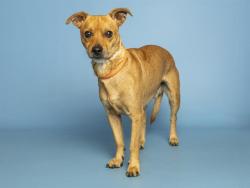 Shelter Stray Male Dog last seen S 19TH AVE/ W BASELINE RD, Phoenix, AZ 85008