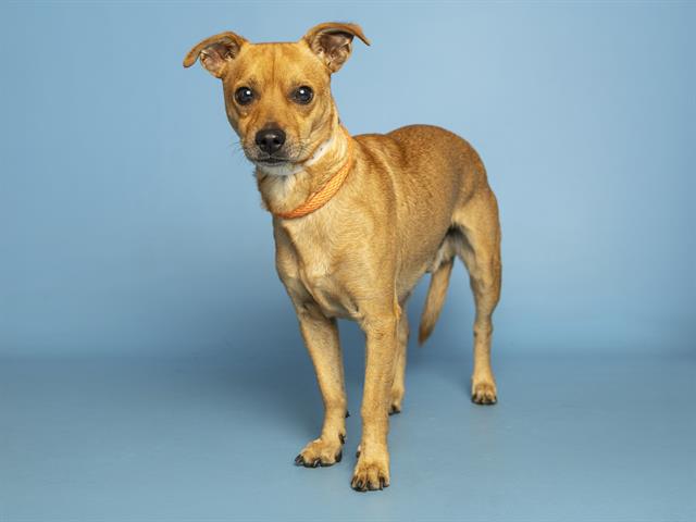 Shelter Stray Male Dog last seen S 19TH AVE/ W BASELINE RD, Phoenix, AZ 85008