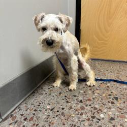 Shelter Stray Female Dog last seen 81ST AVE & CAMELBACK, Phoenix, AZ 85008