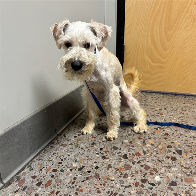 Shelter Stray Female Dog last seen 81ST AVE & CAMELBACK, Phoenix, AZ 85008