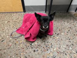 Shelter Stray Female Dog last seen , Phoenix, AZ 85008