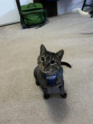 Reunited Female Cat last seen Overland and Ross dr, Fort Collins, CO 80526