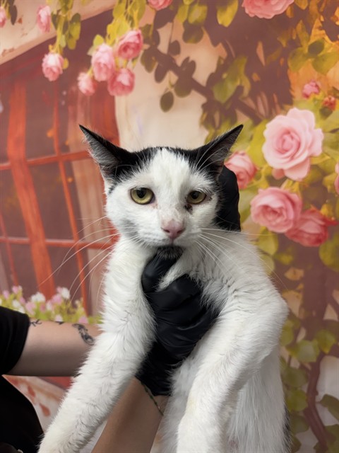 Shelter Stray Female Cat last seen MASSACHUSETTS AND 14TH, San Bernardino, CA 92401