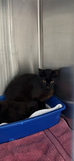Shelter Stray Female Cat last seen CAMDEN LN, Pearland, TX 77581
