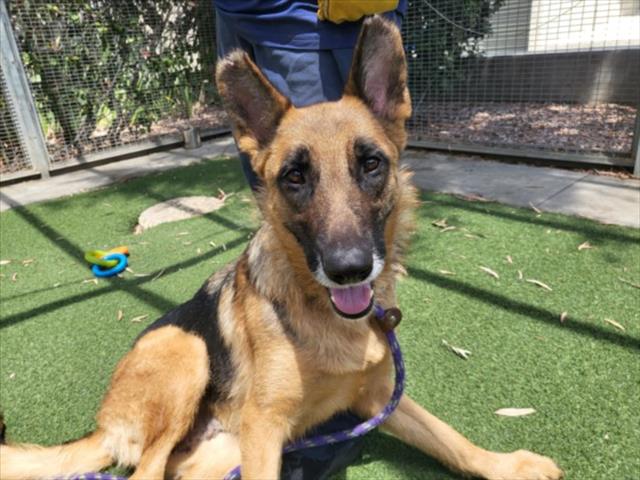 Shelter Stray Female Dog last seen , 957 N Gaffey St, San Pedro, CA 90731, USA