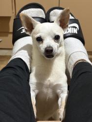 Lost Male Dog last seen Próximo ao cemitério são judas Tadeu , Jardim Dourado, SP 07093-040
