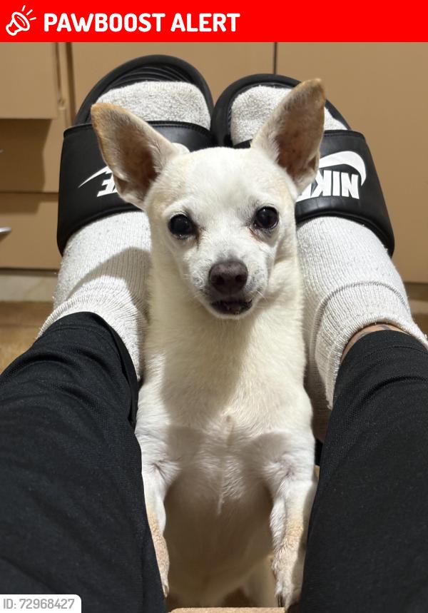 Lost Male Dog last seen Próximo ao cemitério são judas Tadeu , Jardim Dourado, SP 07093-040