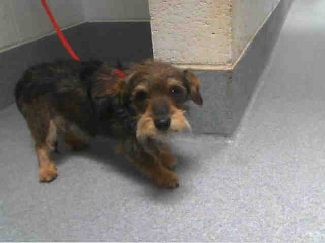 Shelter Stray Male Dog last seen Near BLOCK HEMLOCK NW, Albuquerque, NM 87121