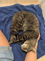 Reunited Male Cat last seen Pond St and Hastings Pl, Cary, NC 27511