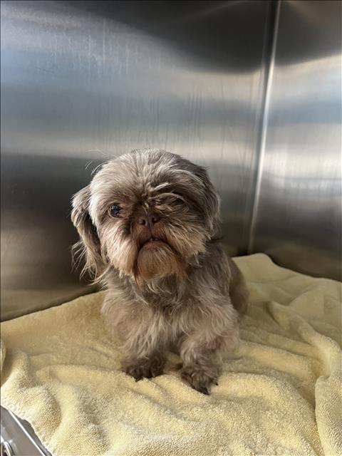Shelter Stray Female Dog last seen , San Pedro, CA 90731
